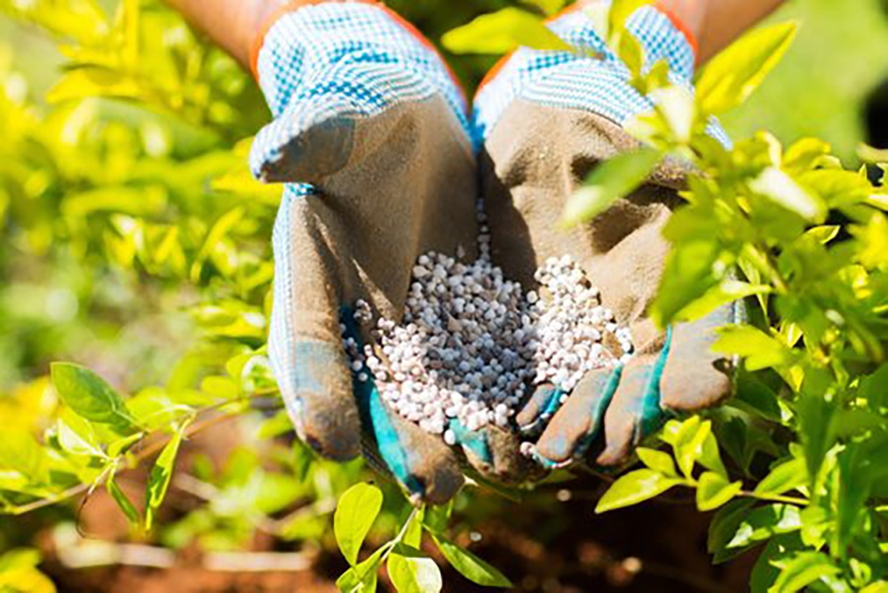 Fertilizer pellets in gloved hands.